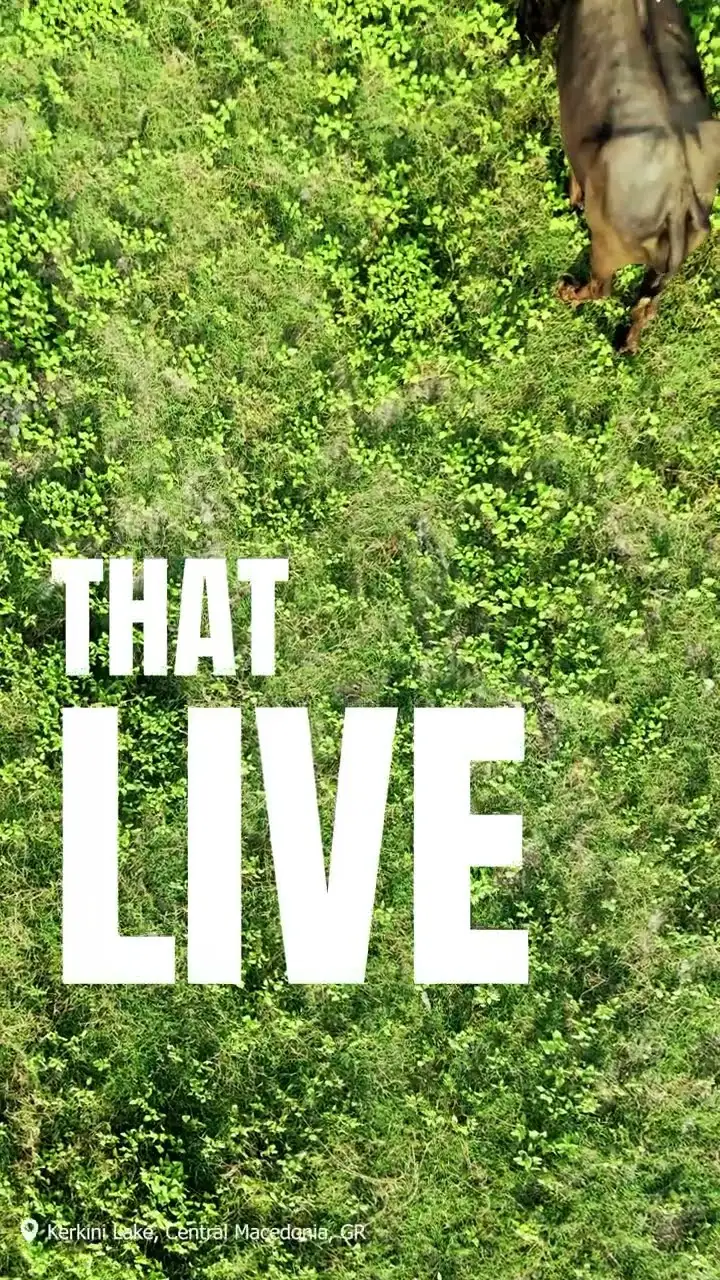 Poster frame from the video “Experience the Magic of Nature with BLOMWE”