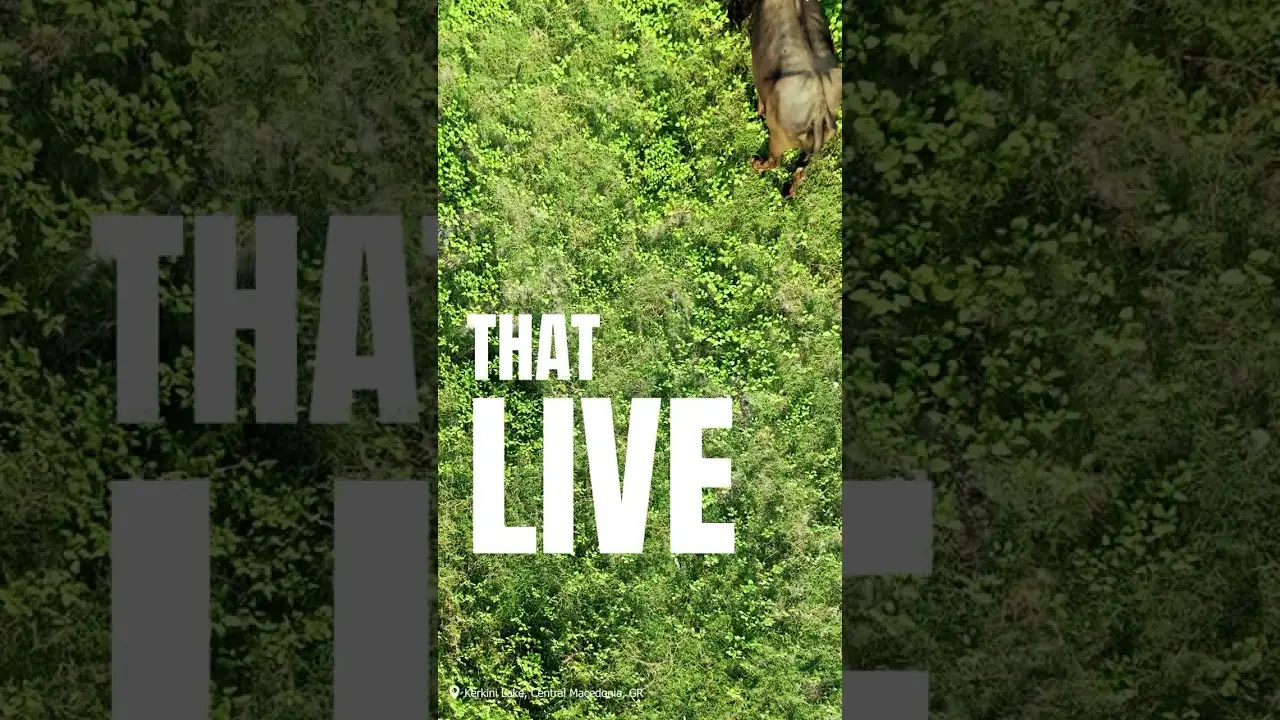 Poster frame from the video “Experience the Magic of Nature with BLOMWE”