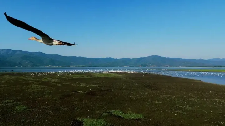 Poster frame from the video “Lake Kerkini — A Call to Action for Climate Change Awareness”