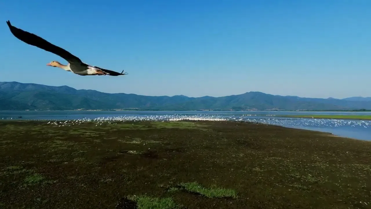 Poster frame from the video “Lake Kerkini — A Call to Action for Climate Change Awareness”